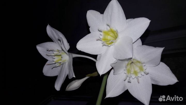 Эухарис амазонский