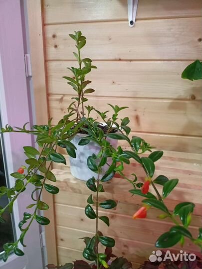 Комнатные цветы. Нематантус(золотая рыбка)