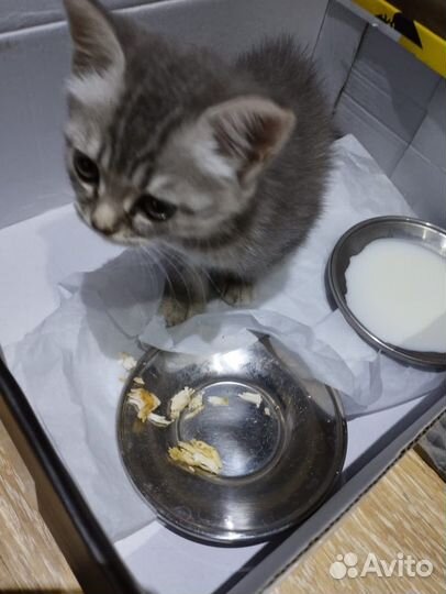 Котик в добрые руки