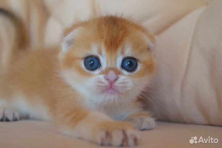 Шикарный котёнок