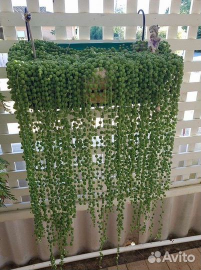 Крестовник Роули(живые бусы)