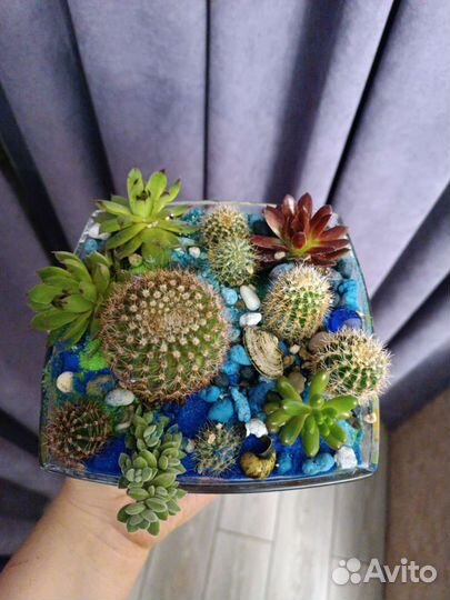 Кактусы и суккуленты