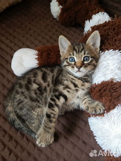 Кошка в дар бесплатно