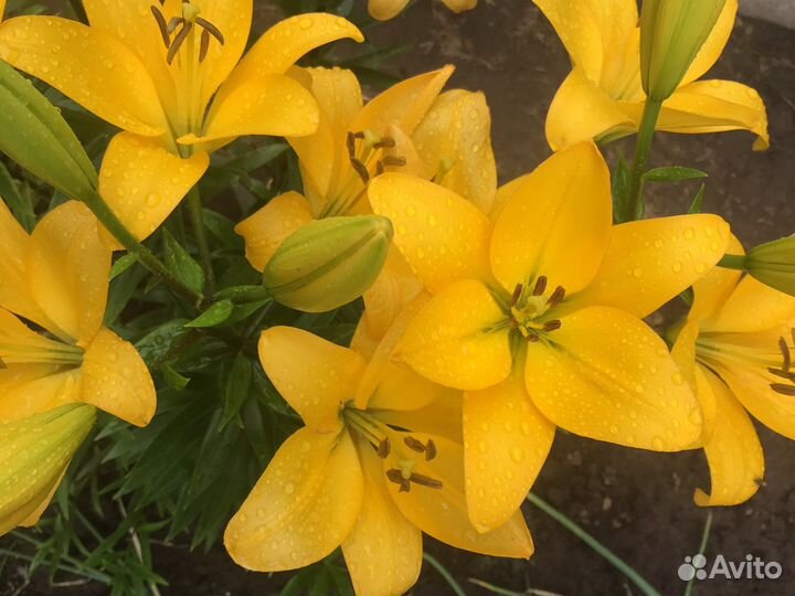 Цветы, букеты лилий