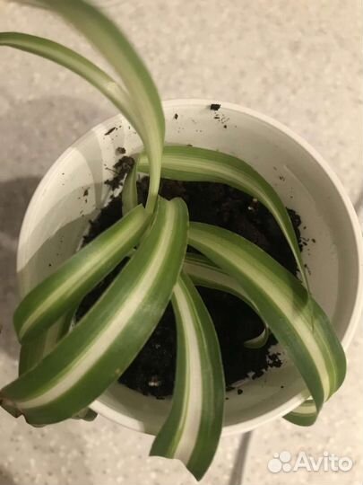 Хлорофитум кудрявый