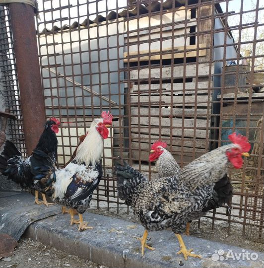 Молодые петухи