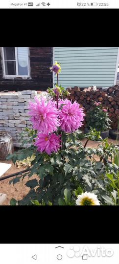 Георгины кустом на осень