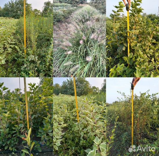 Растения для сада