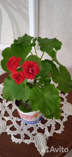 Пеларгония герань