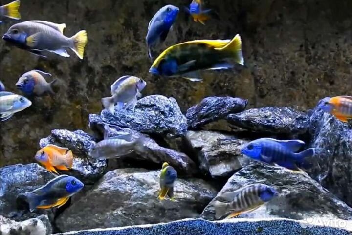 Чистка аквариумов и прудов, корм тетра дискус