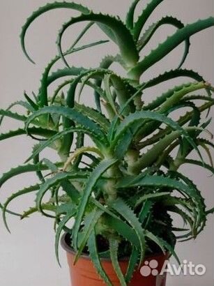 Комнатные цветы алоэ лечебное древовидное