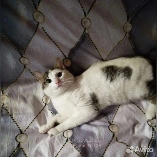 Кот в добрые руки