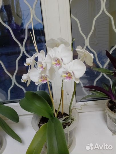 Орхидея дендробиум