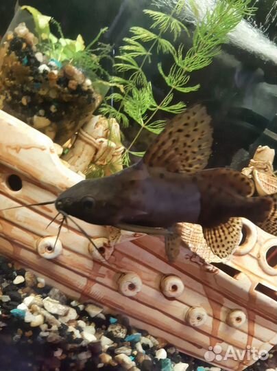 Аквариумные рыбки