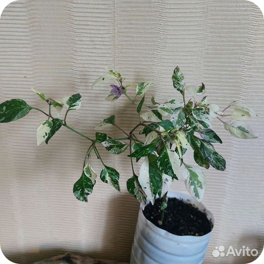 Цветы,Сингониум,Суккуленты,Пеперомия,Бальзамин