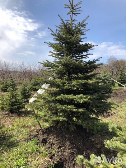 Ель крупномер