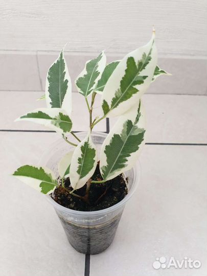 Фикус Бенджамина