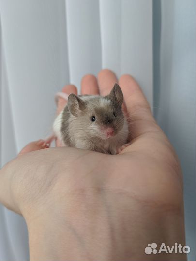 Декоративные мыши