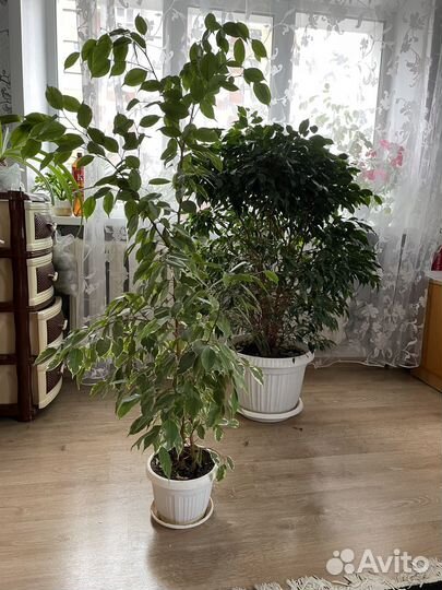 Фикус бенджамина пестролистный