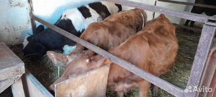 Бычки Лимузины и Абердин-ангус