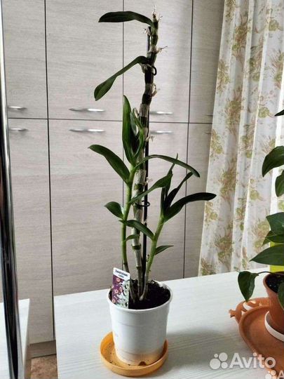 Орхидея дендробиум