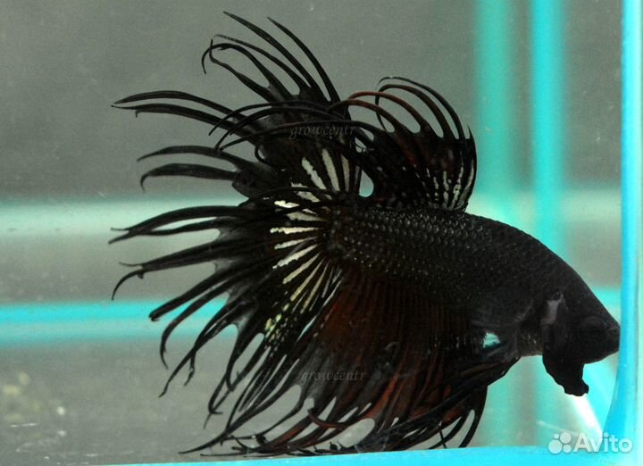 Петушки коронохвостый