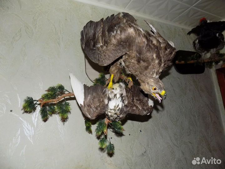 Чучело готовые и на заказ