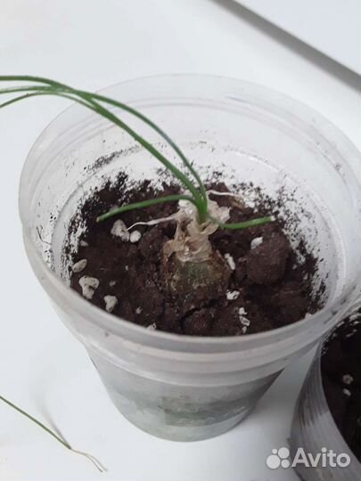 Альбука полифилла