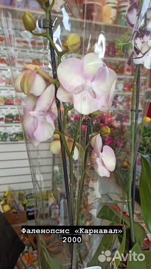 Комнатные растения