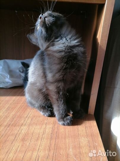 Котенок мальчик