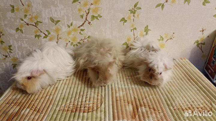 Продам морских свинок