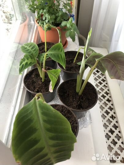 Продам цветы комнатные «Калатея»