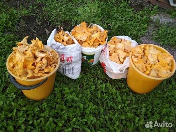 Грибы Лисички Рязань