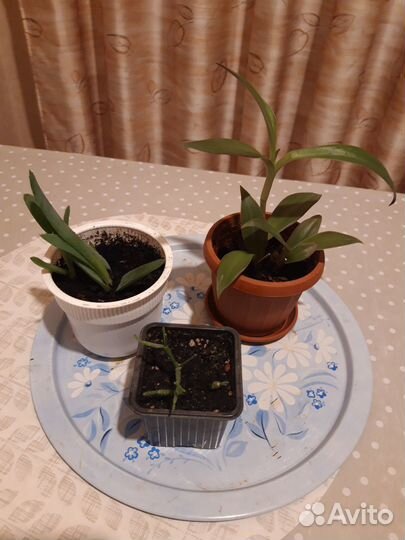 Комнатные цветы