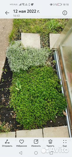 Тимьян ползучий