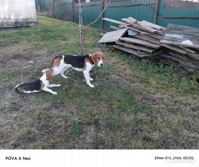 Выжлец эстонской гончей