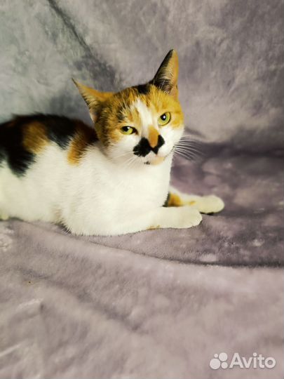 Кошка в дар