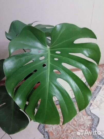 Комнатные цветы. Монстера. обновление 6.08