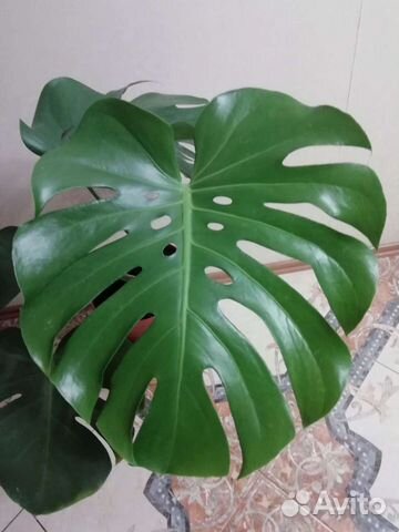 Комнатные цветы. Монстера. обновление 6.08