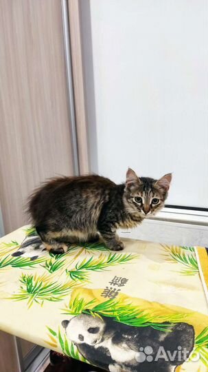 Кошка в дар бесплатно