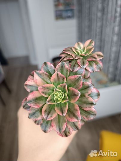 Eonium Bronze medal variegated (