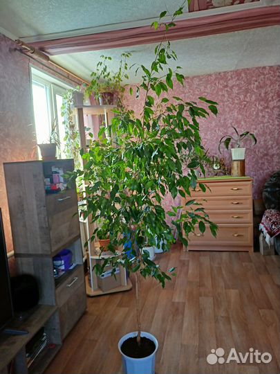 Фикус бенджамина