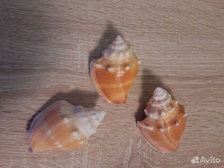 Раковины из Атлантического океана