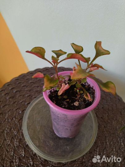 Альтернатера Бетцика