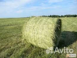 Сено в рулонах
