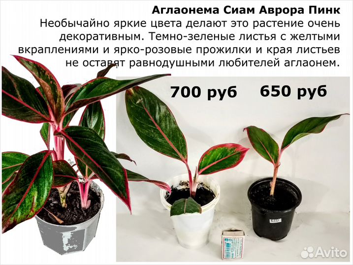 Фикус Аглаонема Суккуленты Строманта Спатифиллум