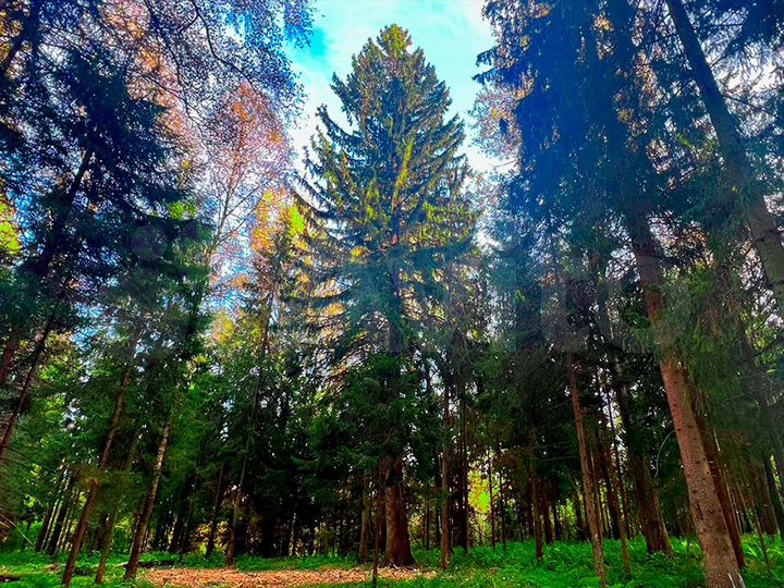 Участок 6,6 сот. (ИЖС)