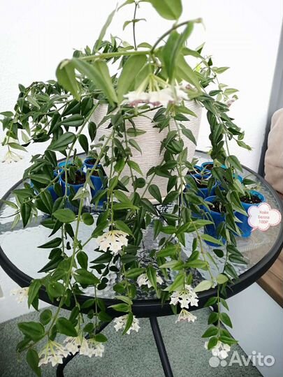 Хойи Керри Эскимо Кримсон Пахиклада Миндорская