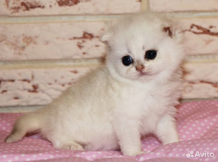 Котята серебристые британские шиншиллы