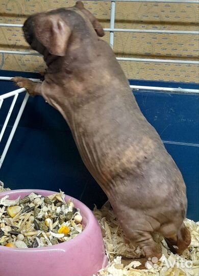 Морская свинка скинни